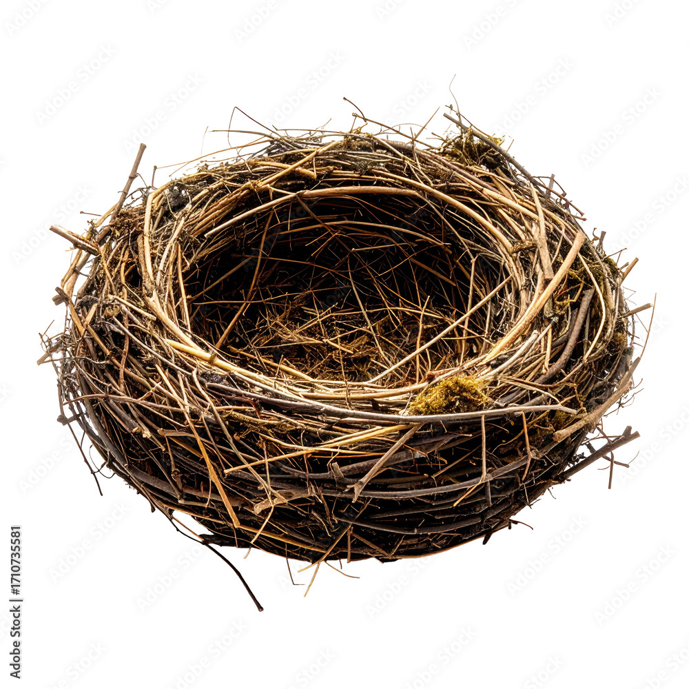 Obraz premium Empty bird's nest, twigs, nature, organic, natural