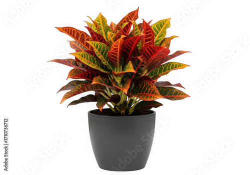 Vibrant croton plant in a dark gray pot showcases fiery red yellow and green foliage isolated on transparent background