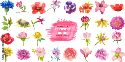 Vector watercolor painted flower buds clipart