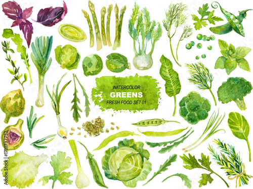 Vector watercolor painted green vegetables.