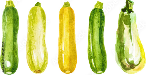 Vector watercolor painted zucchini clipart