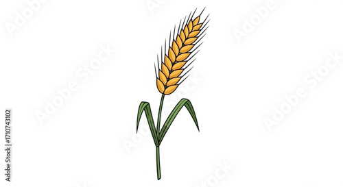 Illustration of wheat stalk with grains and leaves for agriculture and food related design projects use case