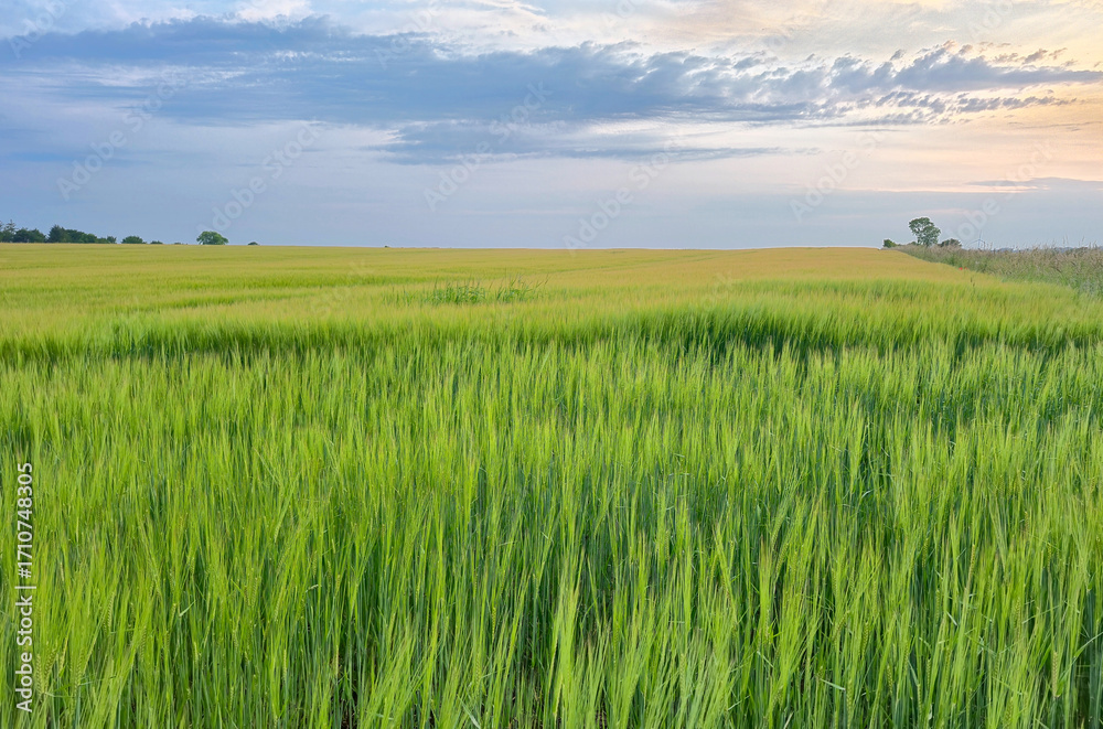Obraz premium Summer sunset sky over Danish country side landscape with fields of crops