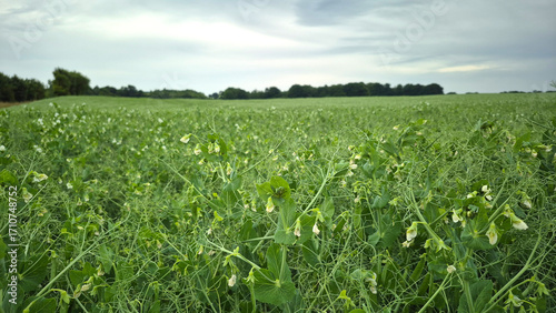 Field with green pea plants with pods growing in summer season