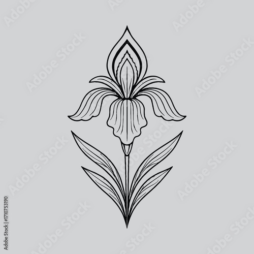 Iris Black and White Botanical Artwork