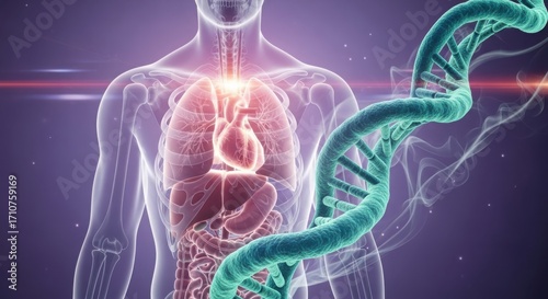 Human anatomy with dna structure for medical science concept