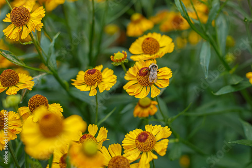 Yellow flowers. Helenium autumnale. The natural beauty and tenderness of the flowering.