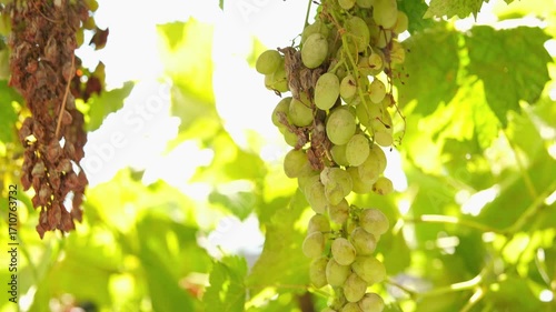 Close up shot of diseased grape clusters, backlit.