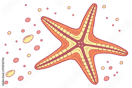 vector illustration of a starfish