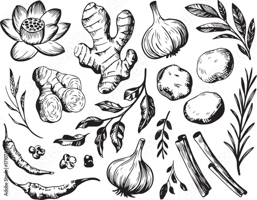 Botanical Culinary Ingredients Collection Hand-Drawn Herbs and Spices for Flavorful Cooking and Recipes