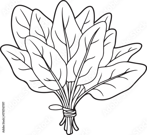Spinach Bunch Outline Fresh Green Leafy Vegetable for Healthy Eating and Nutrition
