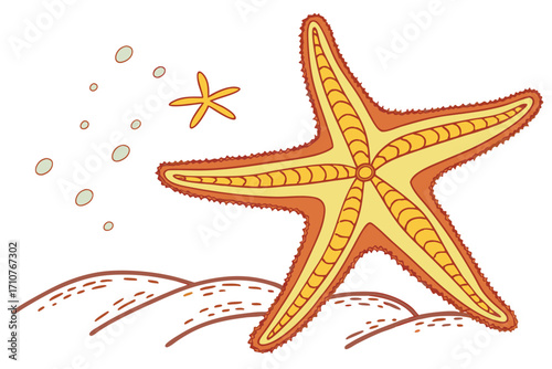 starfish and shells