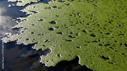 Close-Up of Raindrops on Bright Green Surface with Unique Texture Patterns