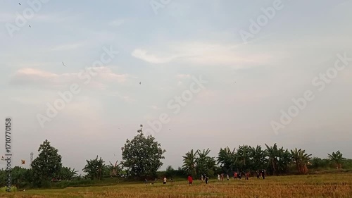 Children are gathering and playing kites in the rice fields