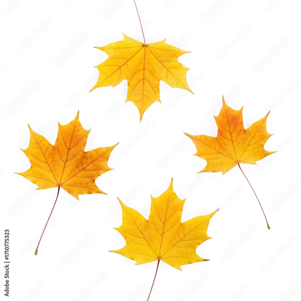 Fototapeta premium Four vibrant yellow maple leaves arranged in a cross shape isolated on transparent background