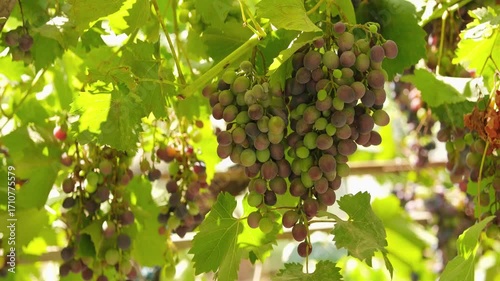 Close up shot of partially ripe grape clusters, backlit.