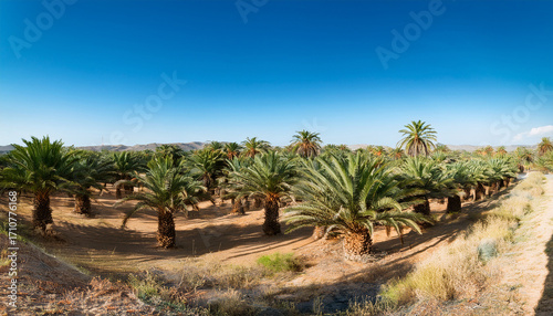 Palm Grove In The Oasis Of Alula Medina Province