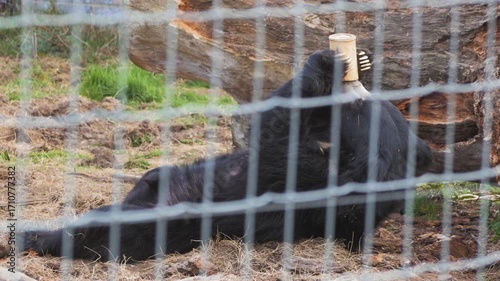Sloth bear (Melursus ursinus) in zoo enclosure, behind mesh, on its back holding cup and licking contents, feeding, very cute
