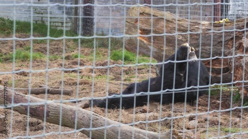 Sloth bear (Melursus ursinus) in zoo enclosure, behind mesh, wider view on its back holding cup and licking contents, feeding, very cute