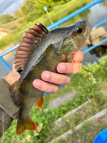 fish in hand