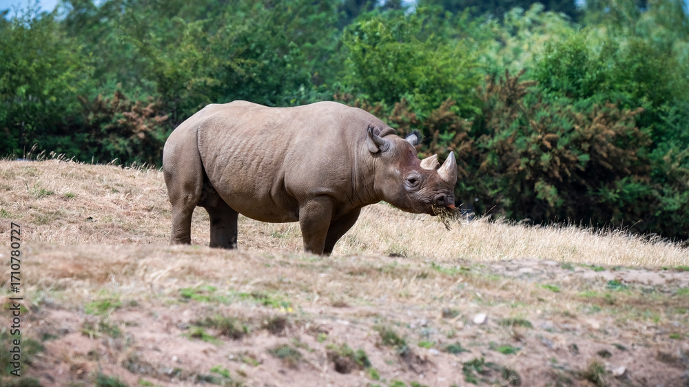 Fototapeta premium Black Rhinoceros in a Field Feeding
