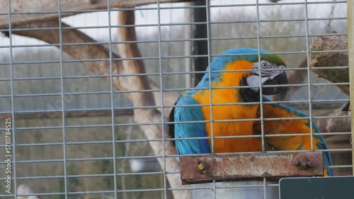 Blue and yellow macaw (Ara ararauna) aka blue and gold macaw, perched on feeder in zoo enclosure, chewing seed food