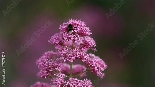 Un bourdon butine le thym sauvage.