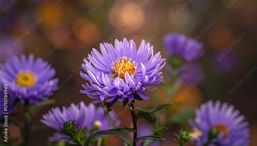Obraz premium Vibrant purple aster flowers blooming gracefully in soft, natural light
