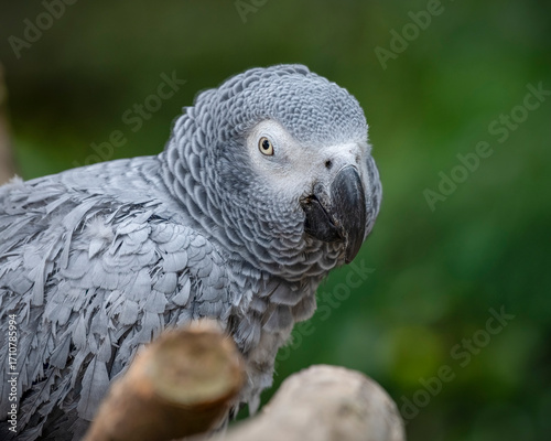 African Grey Parrot Perched on a Branch