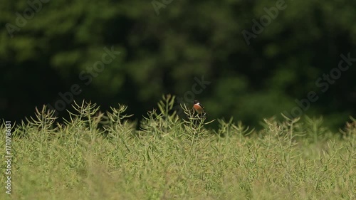 Un Tarier pâtre chasse. 