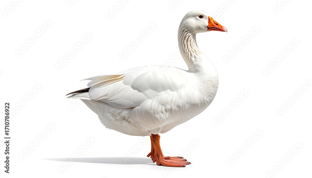 Obraz premium White goose profile