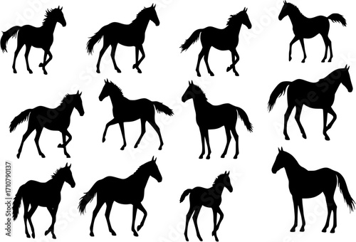 Horse Silhouettes - Vector
