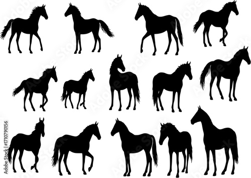 Horse Silhouettes - Vector
