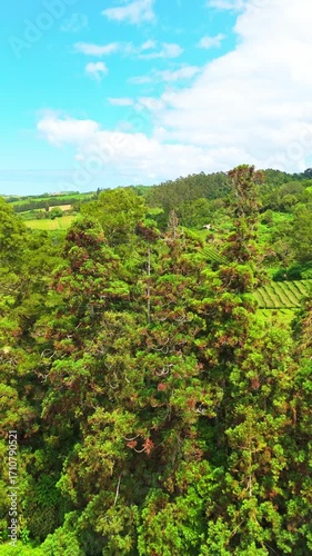 Tea Plantation. Lush Green Terraces. Azores, Sao Miguel Island. Portugal. Aerial View. Drone Moves Forward Over Trees. Reveal Shot. Vertical Video