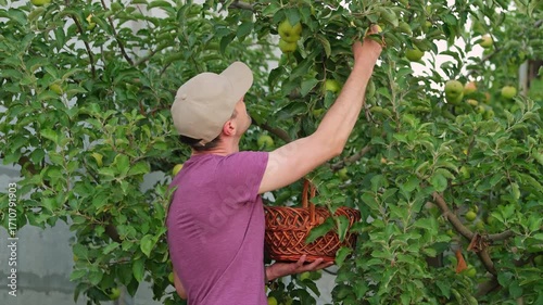 Man in a hat with basket harvesting apples from an apple tree, close up