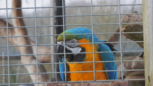 Blue and yellow macaw (Ara ararauna) aka blue and gold macaw in zoo enclosure, bends down to get food and chews seed