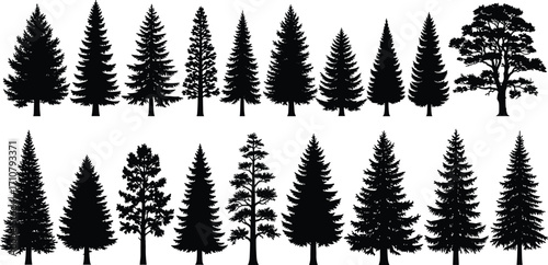 Tree silhouettes collection, coniferous and deciduous species, forest shapes, botanical diversity, black outlines, nature illustration, foliage comparison, educational graphic