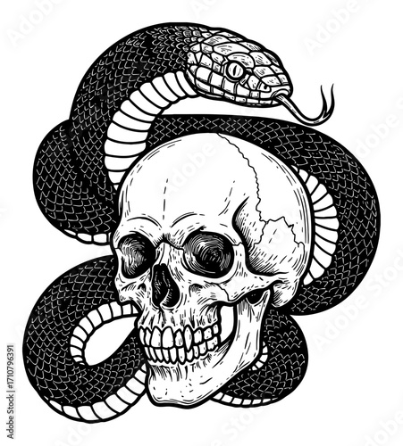 Snake Wrapped Around a Human Skull Black and White Outline Line Art Drawing Illustration