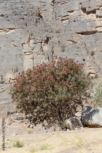 Wild flowering shrub with vibrant red blossoms growing in the rocky desert landscape of Mehriz, Yazd, Iran, against a dramatic mountain cliff backdrop.