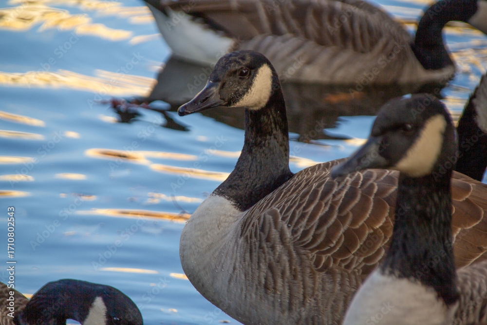 Obraz premium Canadian geese, birds North America on shore pond preparing for southern migration, Natural grazing behavior, nature reserve, bird migration, animal life