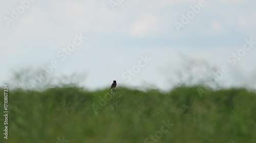 Un Tarier pâtre chasse 