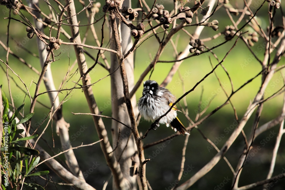 Obraz premium New Holland Honeyeater perched in gum tree, South Australia