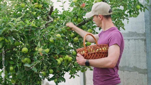 Man hodling basket full of apples, harvesting fruit from an apple tree, close up