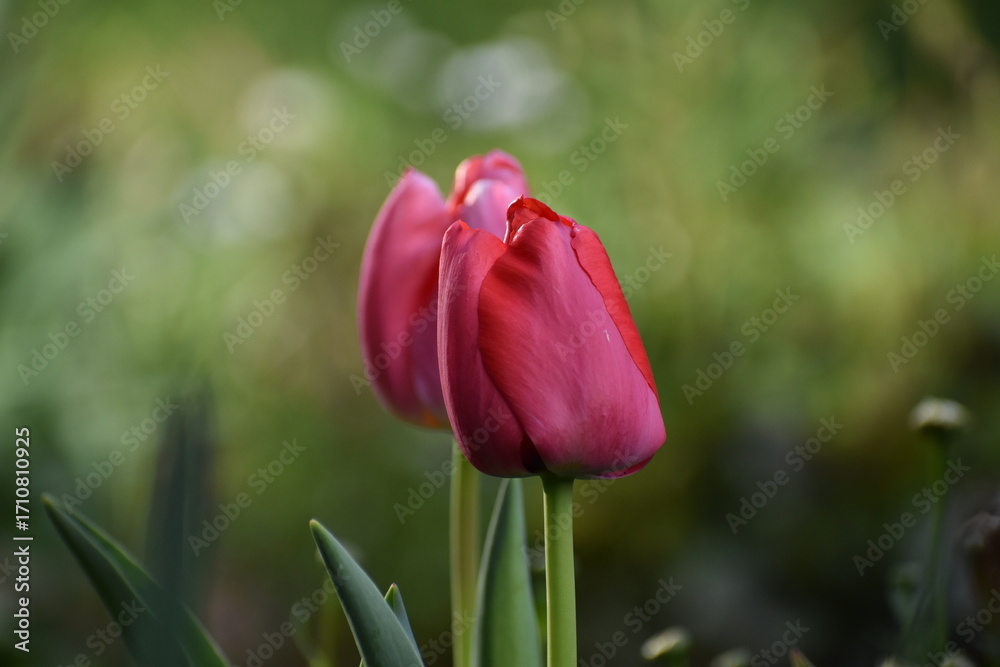 Fototapeta premium red tulip