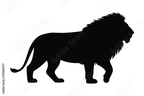 Silhouette of a majestic male lion walking with a full mane