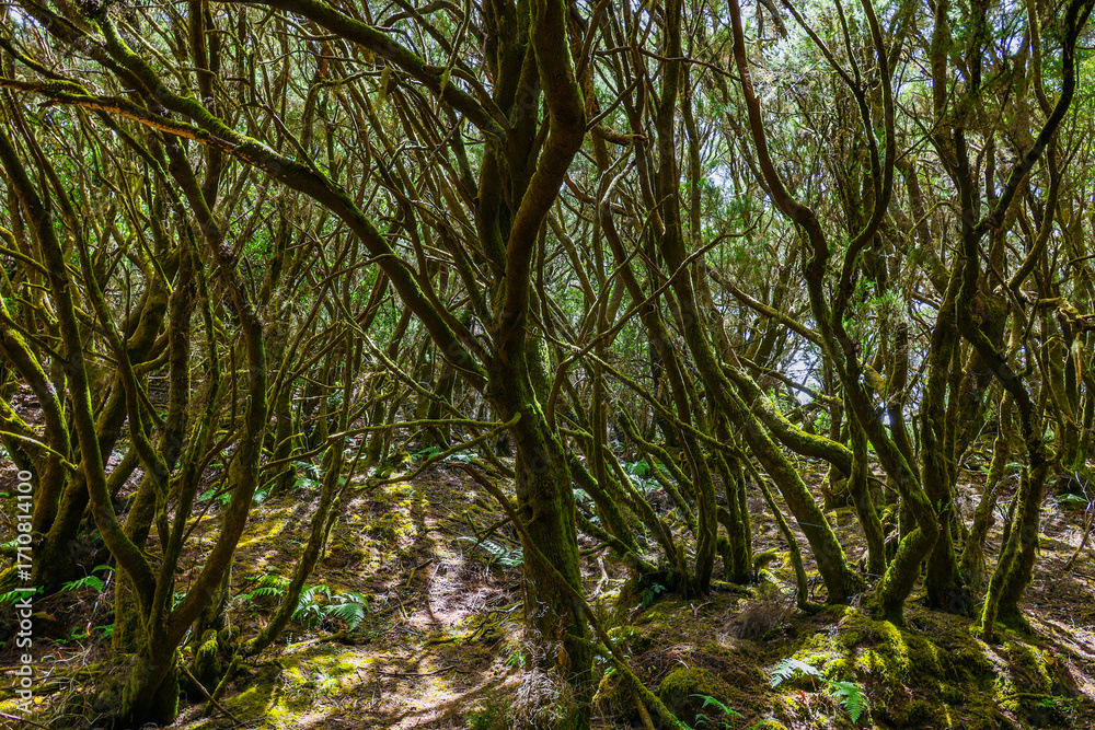 Fototapeta premium Scenic landscape trail La Llania on El Hierro, Canary Islands, Spain, Europe 
