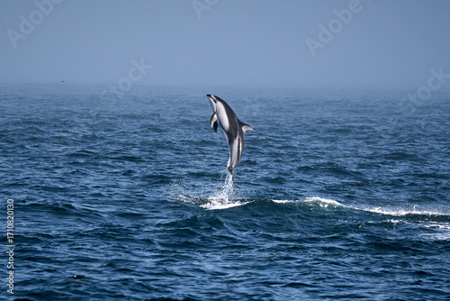 Pacific White-sided dolphin soaring vertically above the ocean surface