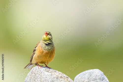 Ortolan bunting male alert singing