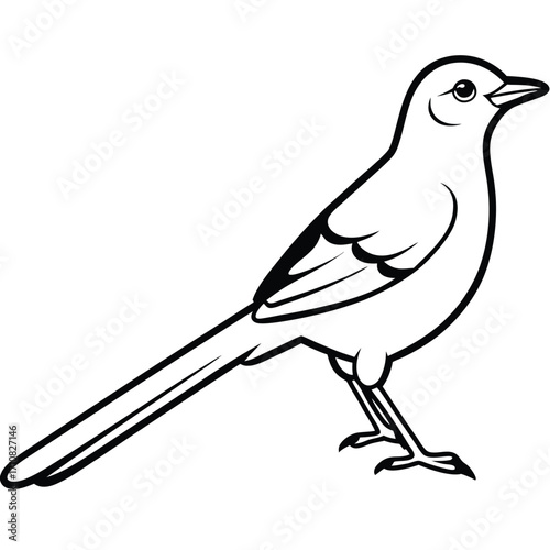 beautiful mocking bird  