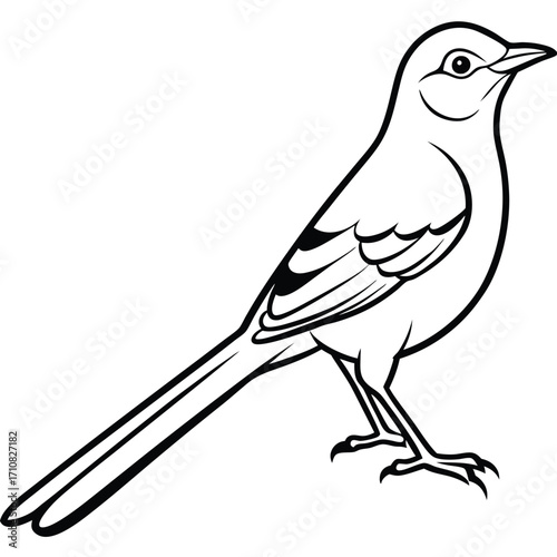 beautiful mocking bird  